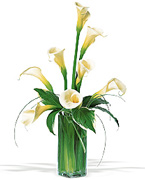 CALLAS VIP Arreglos para San Valentin y Romance para damas exigentes... Ofrecemos una completa coleccion de arreglos Online para Aniversario, cumpleanos, Romance, buena salud, recien nacido, Funeral, Simpatia, Thanksgiving, navidad, dia de las madres, dia de las padres, Secretarias, Boss, pascua, primavera y fantasticos Miami Tropicales y flores Exoticas...