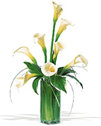 Callas for Anniversary... Very VIP flowers arrangement for your special occassion in USA, flowers, red roses, yellow roses, pink roses, orange roses, white roses, callas, orchids, bouquets, exotics and tropical flowers from Miami Florida to all the United States of America... Caballero flowers, American flowers shop, offers a great and VIP arrangements for DELIVERY to houses, office, funeral, hospital, business, schools in all the USA... Enjoy our online services we will schedule your order and deliver on time...