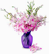 ORCHIDS Arrangement for Valentine and Romance for a very exigent lady... We have a complete Online Flowers Selection for Anniversary, Birthday, Romance, Get well soon, New born, Funeral, Sympathy, Thanksgiving, Christmas, Mother's day, Father's day, Secretary, Boss, Easter, Spring and our fantastic Miami Tropical and Exotic flowers arrangements
