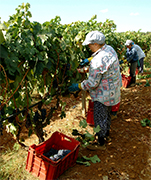 Italian red and white wine produced by Lomazzi & Sarli following the Italian wine tradition, wines feeling and winery passion... Lomazzi & Sarli has included new high technology machines to support red and white wine production, focusing to serve the most important worldwide VIP business market... Italian premier Wines for people who really cares about taste, quality, elegance, presentation and marketing support... APPLY AND BECOME OUR DISTRIBUTOR